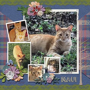GS-CWRewards222-Maui1yr2021