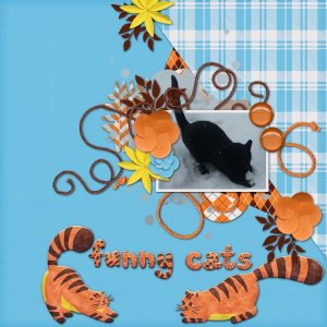 Funny Cats