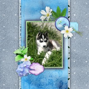 Milo puppy