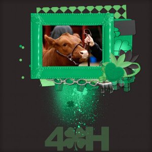 4H -Cows