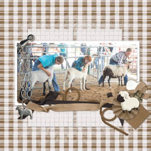 4H- Sheep