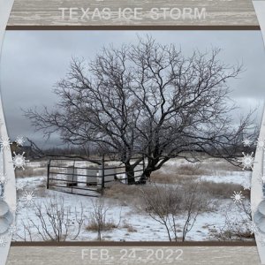 icy tree