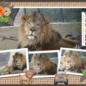 Phoenix Zoo lion