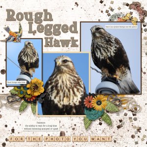rough_legged_hawk_small
