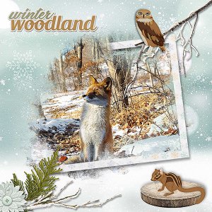 Winter Woodland