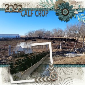 Calf Crop