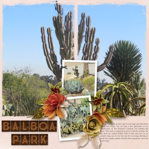 desert blooms