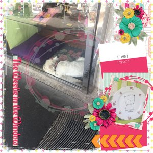 The Westie in the Window
