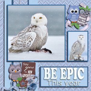 Snowy Owls