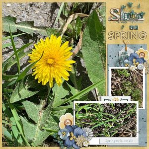 Signs of Spring