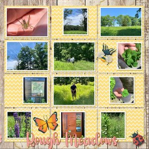 Rough Meadows R