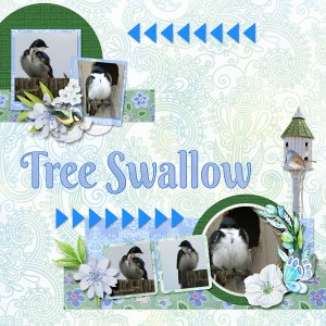 tree_swallow_small