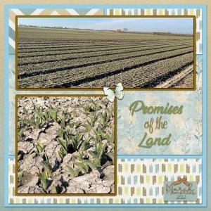 Promising Tulips