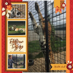 Rescue Tigers at Hoenderdaell