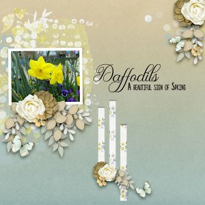 Daffodils