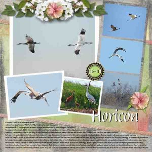 Whooping Crane Right
