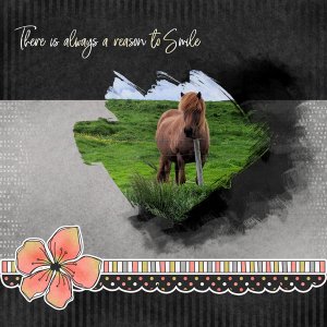 Icelandic Horse