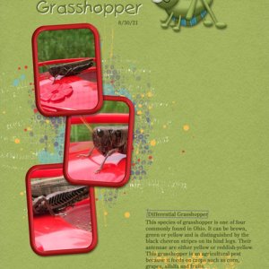 Differential Grasshopper