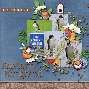 Eastern_Kingbird_small