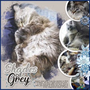 Bandit-Shades of Grey_2-22-03-Perfectly Paired Challenge