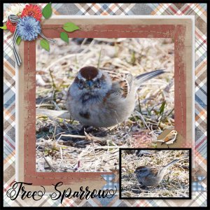 Tree Sparrow
