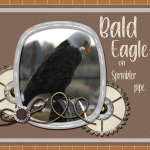 Bald_Eagle_small
