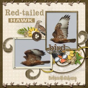 red-tailed_hawk_small2