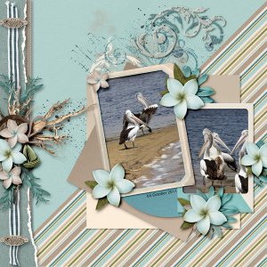 Pelicans