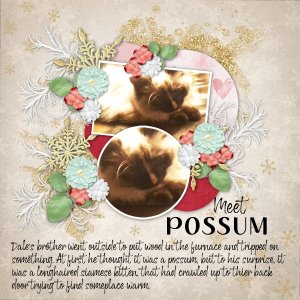 Possum