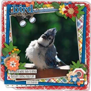 Blue Jay