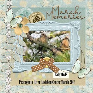 Baby Owls 2017
