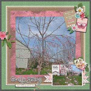 Dwarf Flowering Cherry Tree