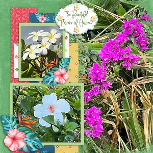 Beautiful Flowers of Hawaii