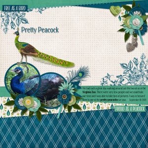 Pretty Peacock