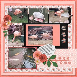 Flamingos