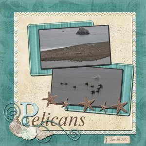 Pelicans