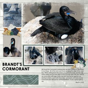 Brandt's Cormorant