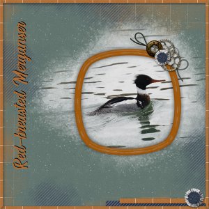 Merganser