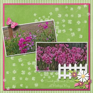 Sweet Peas and Lilies