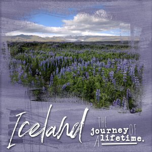 Iceland glacier and lupines