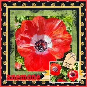 anemone
