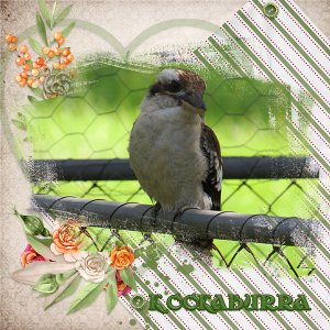 The Kookaburra