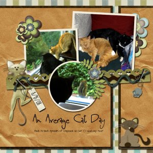 An Average Cat Day