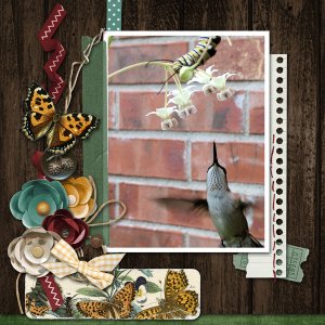 hummingbird and monarch caterpillar