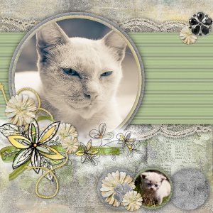 Kitty