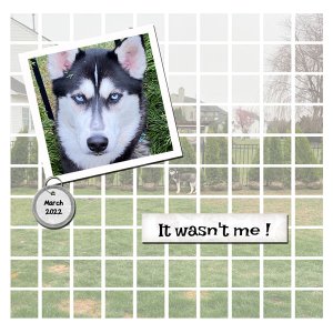 Myla in Yard