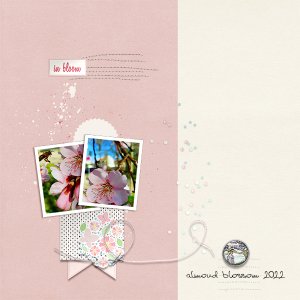 almond blossom
