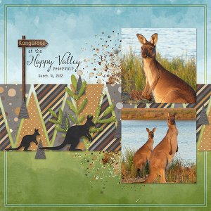 Kangaroos