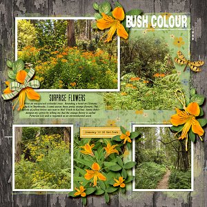 Bush Colour
