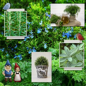 Gnome Garden